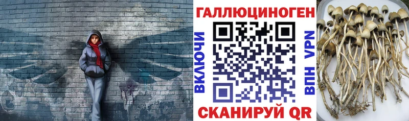 Псилоцибиновые грибы MAGIC MUSHROOMS  купить закладку  Верхняя Пышма 
